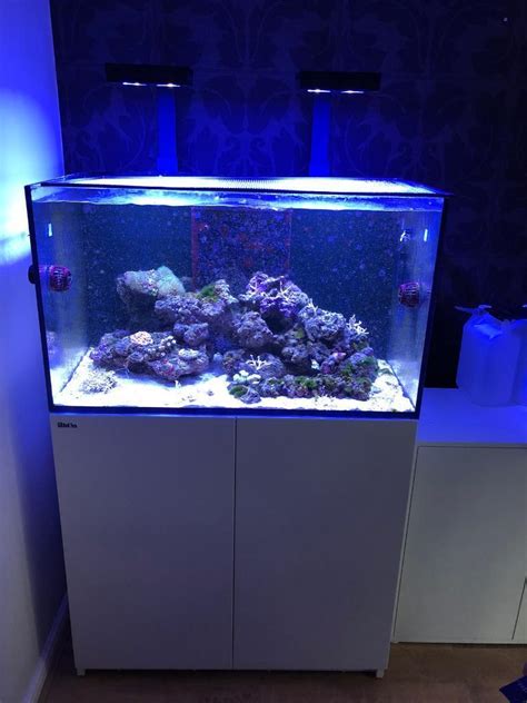 red sea reefer 250